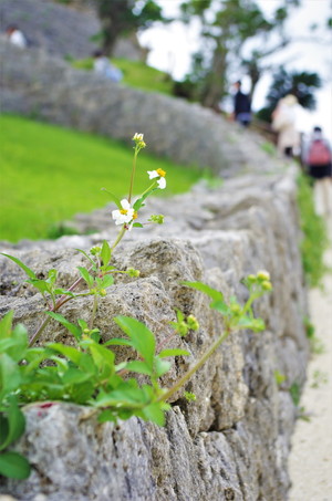 石垣の花
